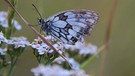 Ein scheinbar schlafender Schmetterling, nördlich von Bad Windsheim. Allerdings konnte ich dieses Phänomen bisher nur bei Schachbrettfaltern beobachten. | Bild: Frank Wiemer, Bad Windsheim, 05.07.2024