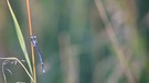 Libelle an einem Halm nahe dem Riedsee. | Bild: Aaron Friederichs, Bad Staffelstein, 07.07.2024