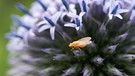 Eine Faulfliege bildet einen leuchtenden Fleck auf der Distelblüte in meinem Garten. | Bild: Dieter Eschenlohr, Emskirchen, 08.07.2024