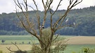 Der Lieblingsbaum der großen Vögel, direkt an der Altmühl bei Trommetsheim, die Graureiher haben hier den besten Blick auch auf die Altmühlwiesen. | Bild: Ursula Knoll, Trommetsheim, 14.07.2024