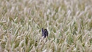 Rehohren spitzen aus einem Getreidefeld bei Trommetsheim heraus. | Bild: Sebastian Knoll, Trommetsheim, 14.07.2024