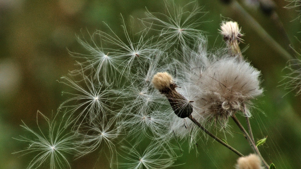 Wie kleine Sternchen lösen sich die Samen und lassen sich vom Wind treiben. | Bild: Sigrid Pfeifer, Sommerau, 15.07.2024