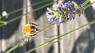 Eine Ackerhummel im Anflug auf den Lavendel. | Bild: Kerstin Mahr, Wassermungenau, 16.07.2024