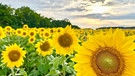 Sonnenblumen im Abendlicht. | Bild: Bettina Full, Egenhausen, 16.07.2024