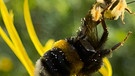 Die arme Hummel wird von zwei Bienen attackiert. Die betrachten anscheinend diese Pflanze als ihre und dulden keine Gäste. | Bild: Kerstin Mahr, Wassermungenau, 19.07.2024