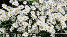Die Margarethenblumen strahlen in der Sonne! | Bild: Ottmar Mueller, Obermerzbach, 22.07.2024