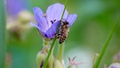 Kleine Verschnaufpause einer Biene in einem Sommergarten-Blütenmeer bei Windischbuchen im Bayerischen Odenwald. | Bild: Roland Schönmüller, Eichenbühl, 26.07.2024
