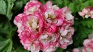 Eine wunderschöne Geranienblüte in unserem Garten. | Bild: Luitgard Oettle, Meierhof bei Weißenstadt, 11.09.2024