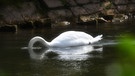 Schwan gründelt am Ufer der Saale nach Wasserpflanzen. Aufgenommen in Bad Kissingen. | Bild: Horst Bertzky, Bad Kissingen, 11.09.2024