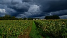 Im Nürnberger Land entstand, nachdem die Sonne nur kurz schien, ein schöner Kontrast mit den dunklen Wolken und dem grünen Gras mit den gelben Sonnenblumen. | Bild: Wilfried Wagner, Erlangen, 11.09.2024