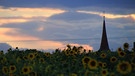 Sonnenblumenfeld vor Wiebelsheim. | Bild: Frank Wiemer, Bad Windsheim, 11.09.2024