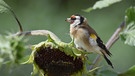 Ein Stieglitz im Garten freut sich über die Körner der verblühten Sonnenblume. Gut festhalten muss er sich im stürmischen Wind. | Bild: Gisela Lindemann, Neuhaus an der Pegnitz, 11.09.2024