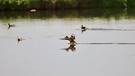 Die Ente macht eine Vollbremsung nach dem Flug über den Alesheimer Weiher. | Bild: Ursula Knoll, Trommetsheim, 13.09.2024