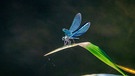 Eine Blauflügel-Prachtlibelle am Ufer der Altmühl bei Trommetsheim. | Bild: Sebastian Knoll, Trommetsheim, 14.09.2024