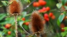 Herbstfarben eingefangen. Getrocknete, ausgedorrte Weberkarde mit Hagebuttenfrüchte. | Bild: Horst Bertzky, Bad Kissingen, 14.09.2024