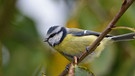 Eine Blaumeise im Garten im stürmischen Wind.  | Bild: Gisela Lindemann, Neuhaus an Pegnitz, 14.09.2024