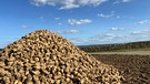 Diesen Zuckerrübenberg habe ich bei Egenhausen entdeckt. | Bild: Bettina Full, Egenhausen, 16.09.2024