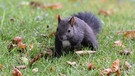 Eigentlich mögen sie den Regen nicht so sehr, wenn da die leckeren Nüsse im Garten nicht wären. Da kann Eichi nicht auf Regenpausen warten. | Bild: Gisela Lindemann, Neuhaus a.d. Pegnitz, 16.09.2024