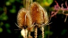 Wilde Karde im Herbstlicht. | Bild: Liane Mohringer, Hof, 29.09.2024