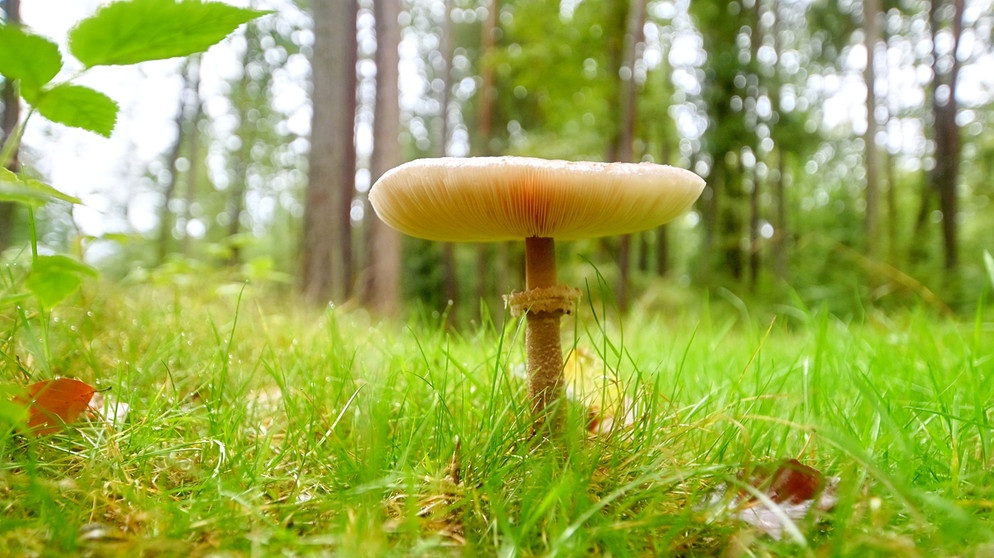 Parasol im lichten, grasigen Wald. | Bild: Horst Bertzky, Bad Kissingen, 30.09.2024