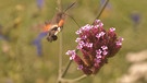 Taubenschwänzchen auf Nahrungssuche im Spätsommer (Gesehen im Hofgarten in Würzburg). | Bild: Brigitte Broucek-Schmidt, Ansbach, 30.09.2024