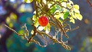 Der September bläst zum Finale: Kalt war es im Odenwald bei Heppdiel mit fünf Grad Celsius. Doch ein leuchtend roter Mostapfel und ein Altweibersommer-Spinnennetz werben vielleicht für einen baldigen "Goldenen Oktober".  | Bild: Roland Schönmüller, Eichenbühl, 30.09.2024