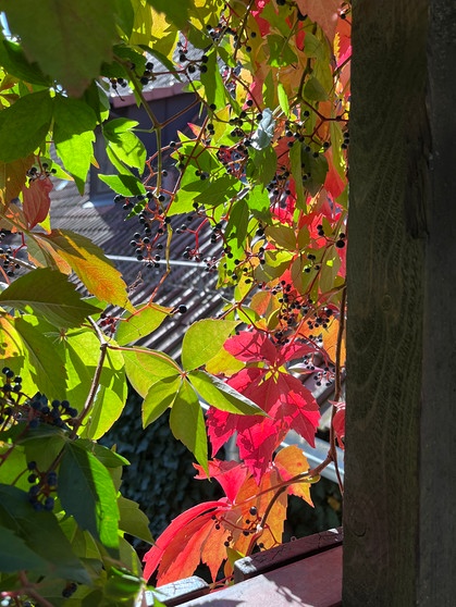 Das Fenster zum Hof mit einem Vorhang aus Laub. | Bild: Moni Dürr, Mainbernheim, 02.10.2024