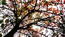 Herrlich buntes Herbstlaub am alten Birnbaum unseres Nachbarn. Das lässt trübe Tage freundlich leuchten. | Bild: Bernhard Zeller, Bindlach, 02.10.2024