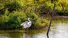 Ein Silberreiher auf der Vogelinsel im Altmühlsee bei Gunzenhausen. | Bild: Ursula Knoll, Trommetsheim, 05.10.2024