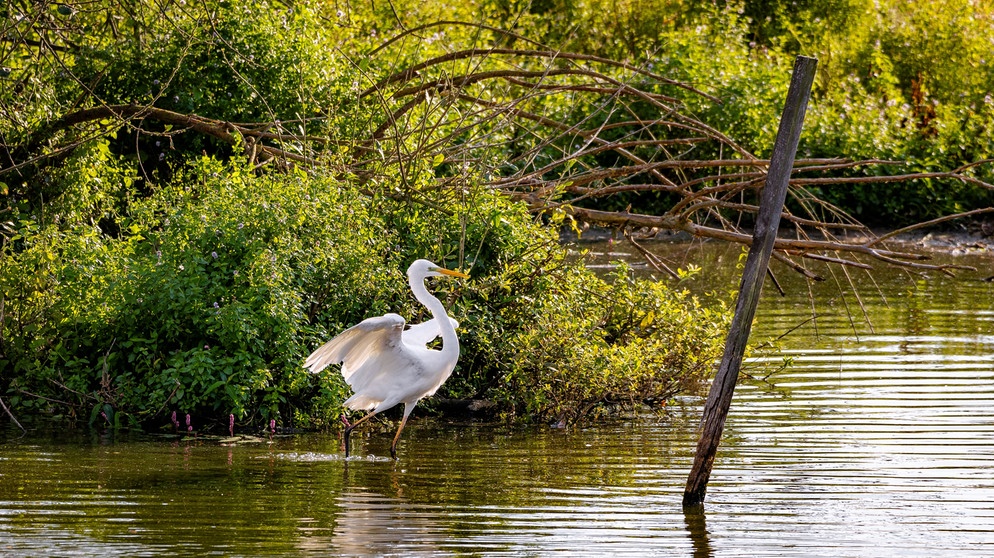 Ein Silberreiher auf der Vogelinsel im Altmühlsee bei Gunzenhausen. | Bild: Ursula Knoll, Trommetsheim, 05.10.2024