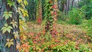 Ungewöhnliche Herbstfarben mitten im Wald. Ich gehe einmal im Jahr immer in dieser Jahreszeit an diese Stelle, das sie so besonders ist. Aufgenommen bei Herzogenaurach. | Bild: Dietmar Stöckl, Puschendorf, 07.10.2024