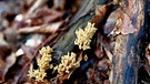 Unsere Natur zeigt sich von einer besonders schönen herbstlichen Seite. | Bild: Sonja Schrüfer, Hausen, 08.10.2024