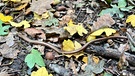 Zwischen buntem Laub und Eicheln schlängelt sich diese Blindschleiche durch den Wald. Wahrscheinlich auf der Suche nach einem Winterquartier an diesem kühlen Oktobertag.  | Bild: Bettina Full, Egenhausen, 08.10.2024