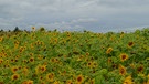 Leuchtende Sonnenblumenblüten auf einem Feld bei Kraftshof im Knoblauchsland stehen im hübschen Kontrast zu den düsteren Regenwolken. | Bild: Hildegard Müller-Erhard, Erlangen, 10.10.2024