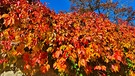 Sehr schöne Herbstlaubfärbung bei noch schönerem Oktoberwetter in Bayreuth. | Bild: Uwe Fößel, Bayreuth, 10.10.2024