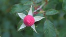 Ob wohl aus dieser herbstlichen Rosenknospe, in der man mit Fantasie ein Schafgesicht sehen kann, noch eine Blüte wird? | Bild: Caarmen Heunisch, Geroldshausen, 12.10.2024