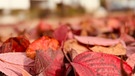 Herbstliches Blätterlaub der Kirschbäume: Im Frühjahr blüht es an der Billinganlage in Fürth und im Herbst stahlen die Blätter gigantisch rot. | Bild: Brigitte Gaul, Fürth, 12.10.2024