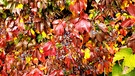 Eine Wand aus bunten Herbstfarben. | Bild: Gudrun Förster, Wendelstein, 12.10.2024