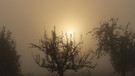 Sonnenaufgang im Herbst mit Nebel über einer Streuobstwiese. | Bild: Matthias Overath, Dipbach, 14.10.2024