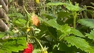 Mitte Oktober und die Walderdbeeren in meinem Garten in Wassermungenau interessiert das nicht. Sie blühen und tragen Früchte wie im Frühjahr. | Bild: Kerstin Mahr, Wassermungenau, 14.10.2024