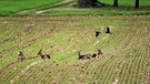 Rehe bei der Mittagsruhe auf abgeernteten Mais-Stoppelacker. Am Ortsrand von Bad Bocklet. | Bild: Horst Bertzky, Bad Kissingen, 15.10.2024