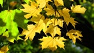 Blätter im Herbstlicht. | Bild: Liane Mohringer, Hof, 15.10.2024