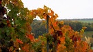 Auch bei Nebel kann man reizvolle Farben und Formen in den Weinbergen bei Mainstockheim entdecken. | Bild: Klaus Hofmann, Mainstockheim, 15.10.2024