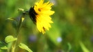 Durstige Schwebfliege besucht Sonnenblume nach dem Regen. | Bild: Horst Bertzky, Bad Kissingen, 16.10.2024