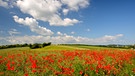 Mohnfeld unter weiß-blauem Himmel in der Nähe von Hettstadt bei Würzburg. | Bild: Dieter Wettering, Würzburg, 22.06.2017