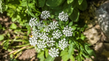 Weiße Blüte des Giersch | Bild: Picture alliance/dpa