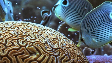 Falterfische kreisen um eine Hirnkoralle. | Bild: Längengrad Filmproduktion/BR