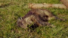 Totes Wildschwein | Bild: Bayerischer Rundfunk 2023
