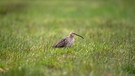 Der Brachvogel | Bild: Bayerischer Rundfunk 2024