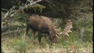 Ein Elch in den kanadischen Wäldern | Bild: Bayerischer Rundfunk